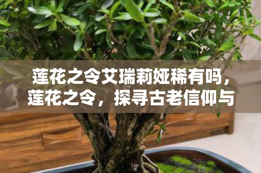 莲花之令艾瑞莉娅稀有吗，莲花之令，探寻古老信仰与现代生活的交织