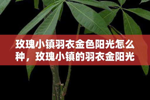 玫瑰小镇羽衣金色阳光怎么种,玫瑰小镇的羽衣金阳光 玫瑰小镇羽衣金色阳光怎么种,玫瑰小镇的羽衣金阳光