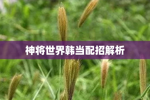 神将世界韩当配招解析图片