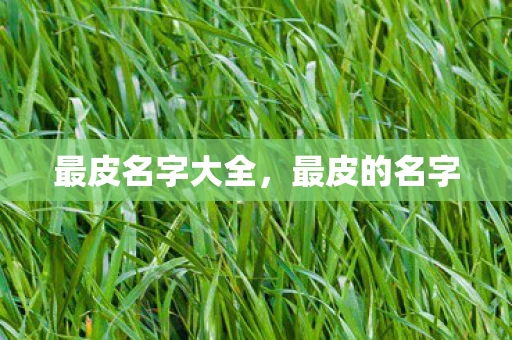 最皮名字大全，最皮的名字