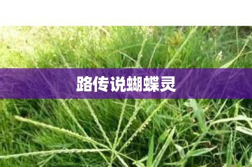 路传说蝴蝶灵