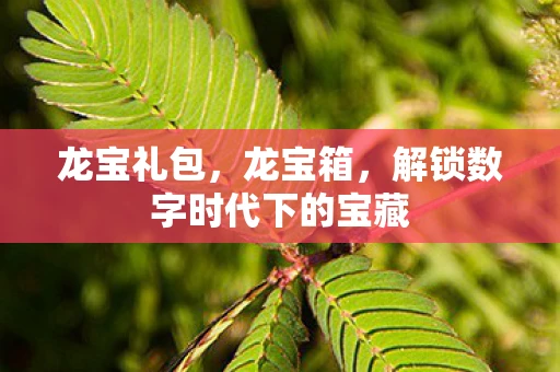 龙宝礼包，龙宝箱，解锁数字时代下的宝藏