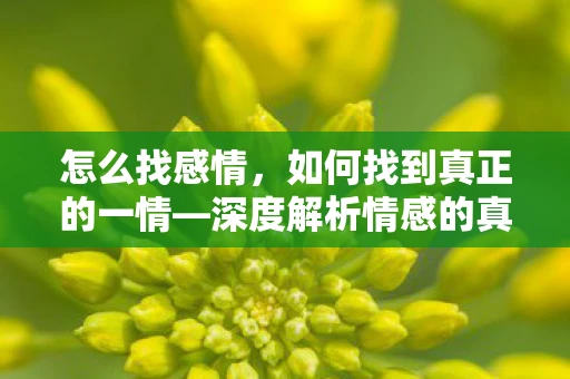 怎么找感情，如何找到真正的一情—深度解析情感的真谛