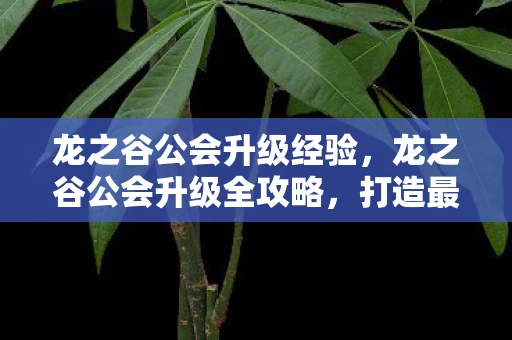龙之谷公会升级经验，龙之谷公会升级全攻略，打造最强公会，征服游戏世界