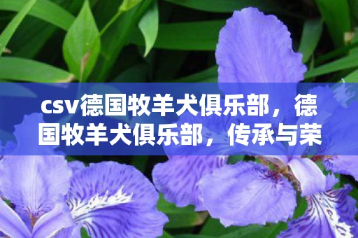 csv德国牧羊犬俱乐部，德国牧羊犬俱乐部，传承与荣耀的守护者