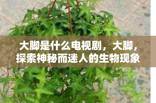 大脚是什么电视剧,大脚,探索神秘而迷人的生物现象 大脚是什么电视剧,大脚,探索神秘而迷人的生物现象
