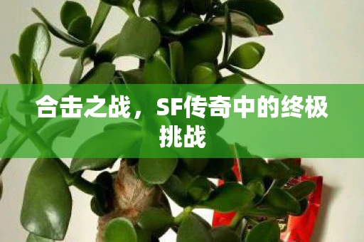 合击之战，SF传奇中的终极挑战