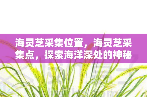 海灵芝采集位置，海灵芝采集点，探索海洋深处的神秘宝藏