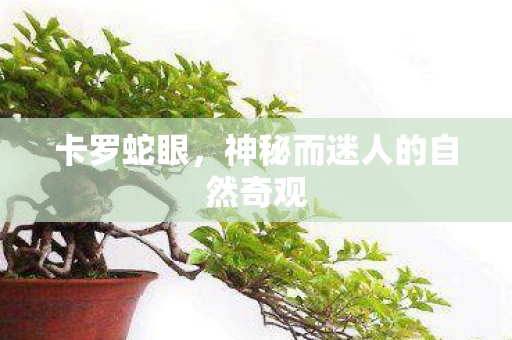 卡罗蛇眼,神秘而迷人的自然奇观 卡罗蛇眼,神秘而迷人的自然奇观