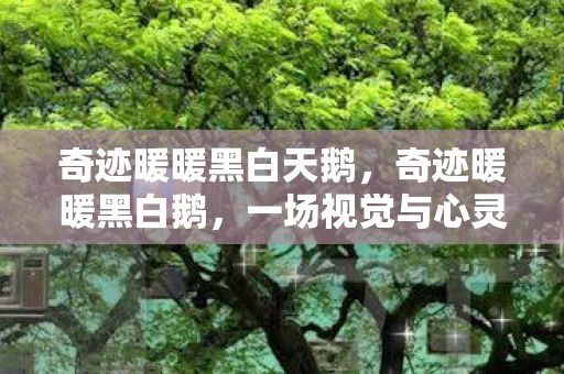 奇迹暖暖黑白天鹅，奇迹暖暖黑白鹅，一场视觉与心灵的盛宴