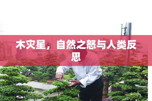 木灾星,自然之怒与人类反思 木灾星,自然之怒与人类反思