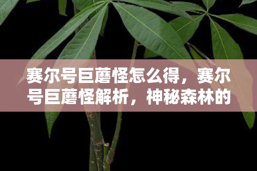 赛尔号巨蘑怪怎么得，赛尔号巨蘑怪解析，神秘森林的守护者