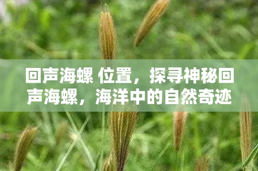 回声海螺 位置，探寻神秘回声海螺，海洋中的自然奇迹