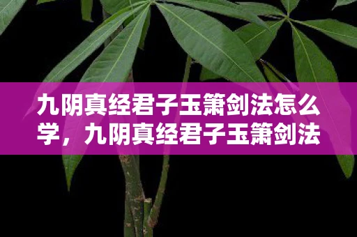 九阴真经君子玉箫剑法怎么学，九阴真经君子玉箫剑法，武侠世界中的绝美剑术