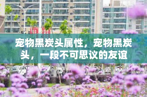 宠物黑炭头属性，宠物黑炭头，一段不可思议的友谊