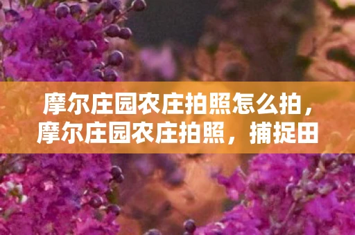 摩尔庄园农庄拍照怎么拍，摩尔庄园农庄拍照，捕捉田园风光，记录美好瞬间