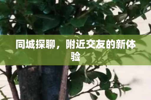 附近交友的新体验图片