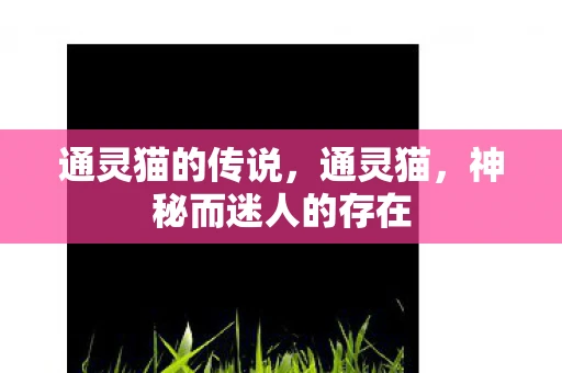 通灵猫的传说，通灵猫，神秘而迷人的存在