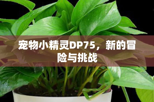 宠物小精灵DP75图片
