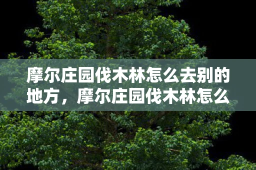 摩尔庄园伐木林怎么去别的地方,摩尔庄园伐木林怎么去?详细攻略带你轻松到达 摩尔庄园伐木林怎么去别的地方,摩尔庄园伐木林怎么去?详细攻略带你轻松到达