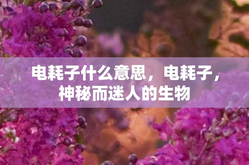 电耗子什么意思，电耗子，神秘而迷人的生物