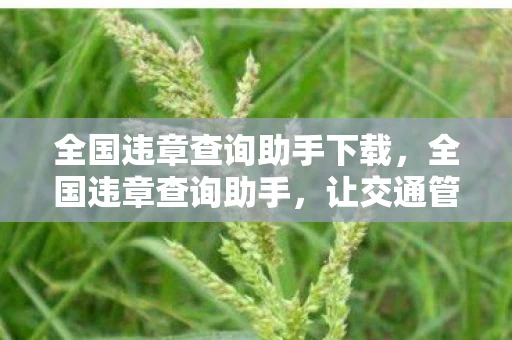 全国违章查询助手下载,全国违章查询助手,让交通管理更便捷 全国违章查询助手下载,全国违章查询助手,让交通管理更便捷