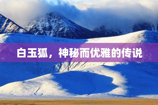 白玉狐，神秘而优雅的传说
