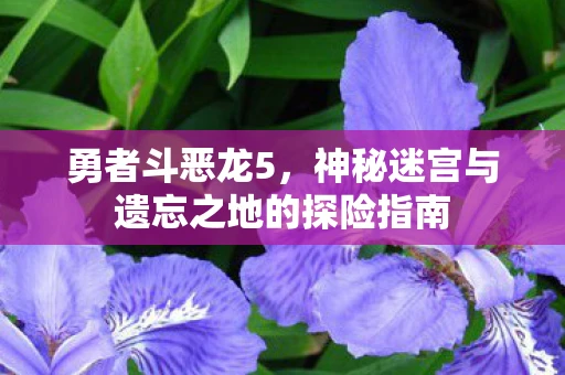 勇者斗恶龙5，神秘迷宫与遗忘之地的探险指南