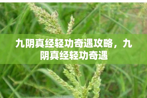 九阴真经轻功奇遇攻略，九阴真经轻功奇遇