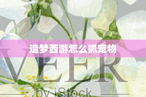 造梦西游怎么抓宠物