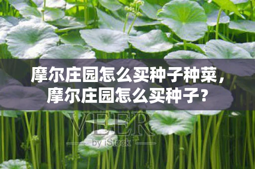 摩尔庄园怎么买种子种菜，摩尔庄园怎么买种子？