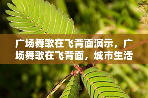 广场舞歌在飞背面演示，广场舞歌在飞背面，城市生活的另一面