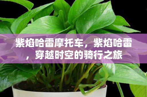 紫焰哈雷摩托车,紫焰哈雷,穿越时空的骑行之旅 紫焰哈雷摩托车,紫焰哈雷,穿越时空的骑行之旅