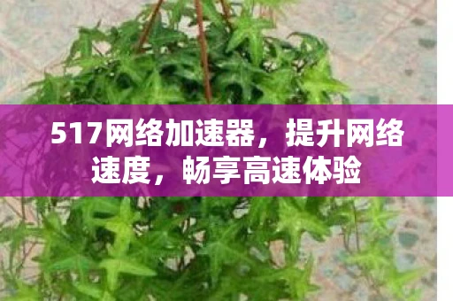 517网络加速器，提升网络速度，畅享高速体验