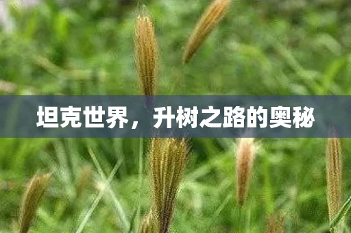 坦克世界，升树之路的奥秘