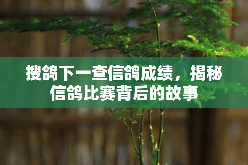 搜鸽下一查信鸽成绩，揭秘信鸽比赛背后的故事