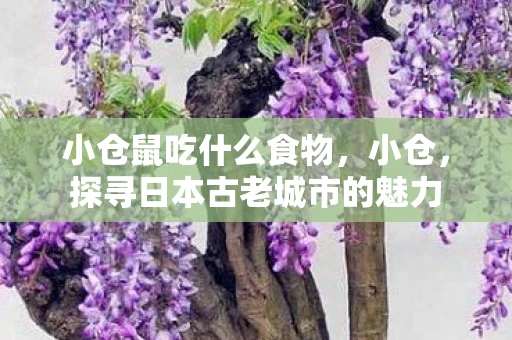 小仓鼠吃什么食物，小仓，探寻日本古老城市的魅力