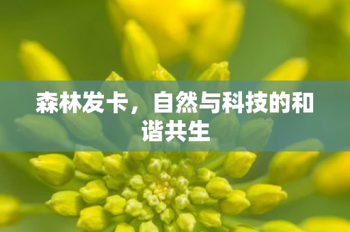 森林发卡，自然与科技的和谐共生