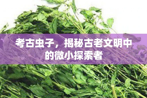 考古虫子，揭秘古老文明中的微小探索者