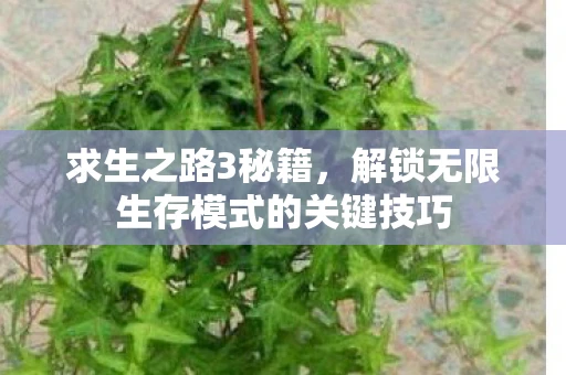 求生之路3秘籍，解锁无限生存模式的关键技巧