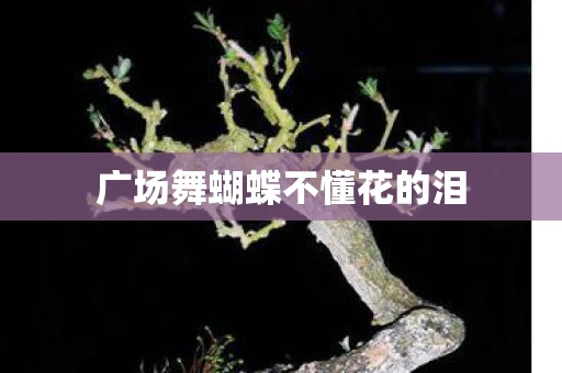 广场舞蝴蝶不懂花的泪