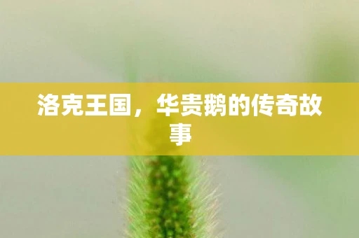 洛克王国，华贵鹅的传奇故事