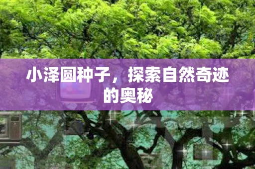 小泽圆种子，探索自然奇迹的奥秘