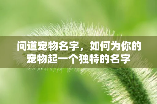 问道宠物名字，如何为你的宠物起一个独特的名字