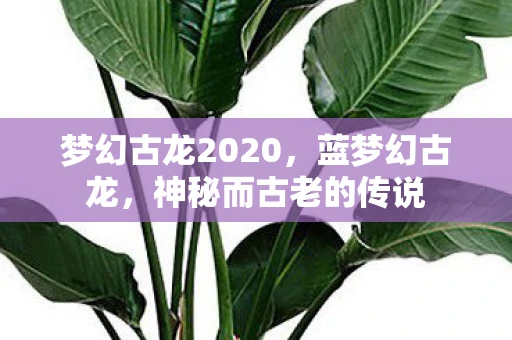 梦幻古龙2020，蓝梦幻古龙，神秘而古老的传说