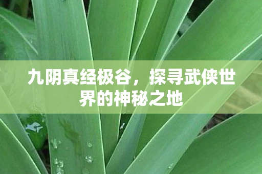 九阴真经极谷，探寻武侠世界的神秘之地