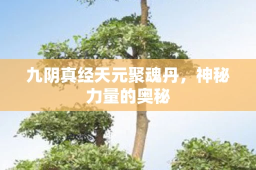 九阴真经天元聚魂丹图片