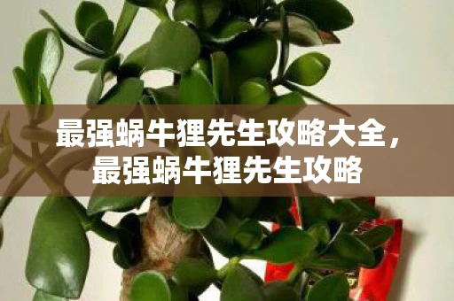 最强蜗牛狸先生攻略大全，最强蜗牛狸先生攻略