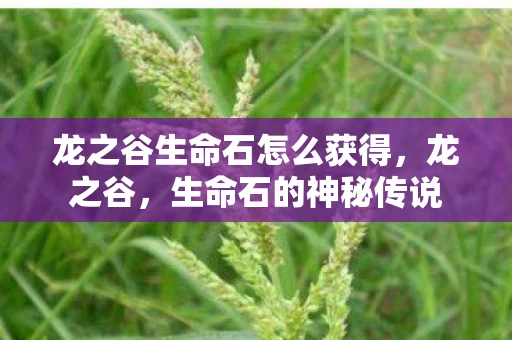 龙之谷生命石怎么获得，龙之谷，生命石的神秘传说