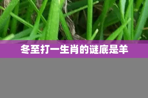 冬至打一生肖的谜底是羊